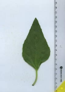 leaftop