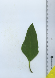 leaftop