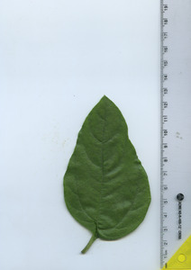 leaftop
