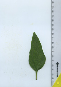 leaftop