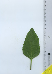 leaftop