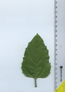 leaftop