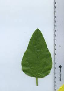 leaftop