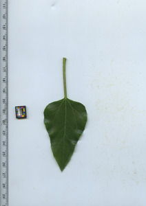 leaftop