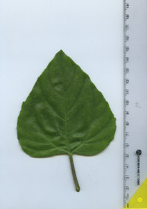 leaftop