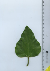leaftop