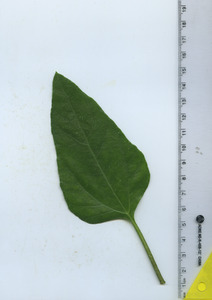 leaftop