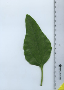 leaftop