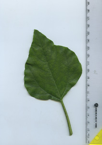 leaftop