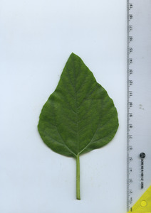 leaftop