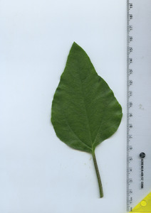 leaftop