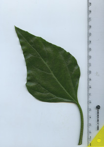 leaftop