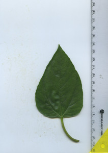 leaftop