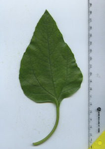 leaftop