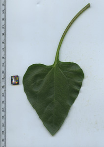 leaftop