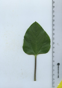 leaftop