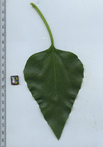 leaftop