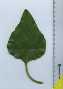 leaftop
