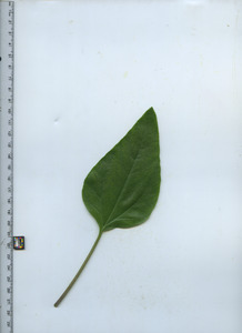 leaftop