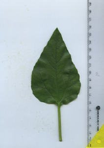 leaftop