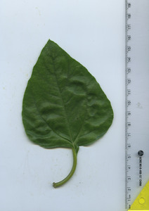 leaftop