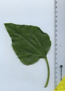leaftop