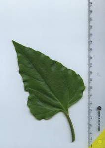 leaftop