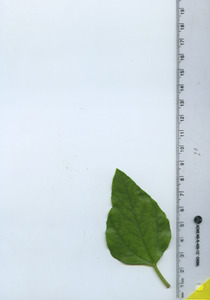 leaftop