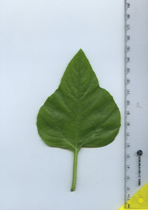 leaftop