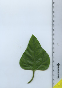leaftop