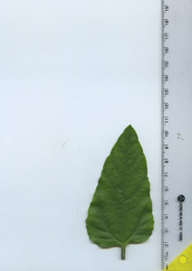 leaftop
