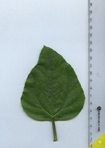 leaftop