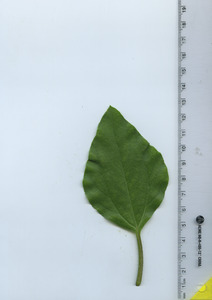 leaftop