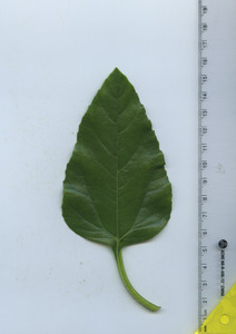 leaftop