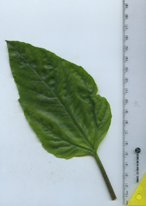 leaftop