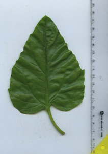leaftop
