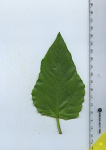 leaftop