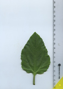 leaftop