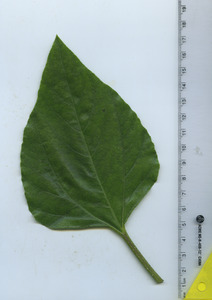 leaftop