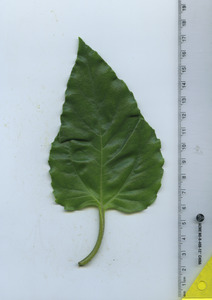 leaftop