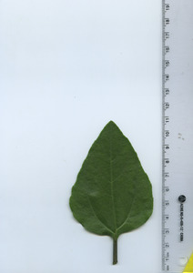 leaftop