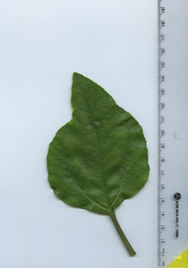 leaftop