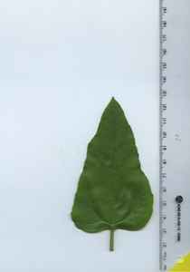 leaftop