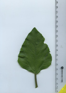 leaftop