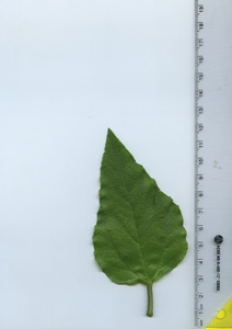 leaftop