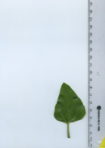leaftop