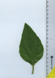 leaftop