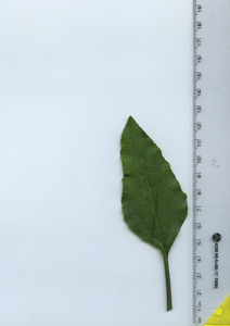 leaftop