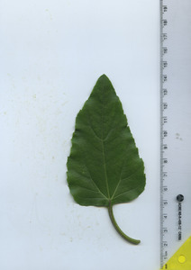 leaftop