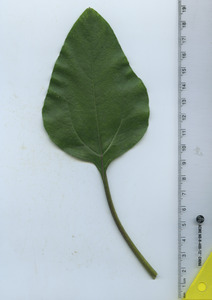 leaftop